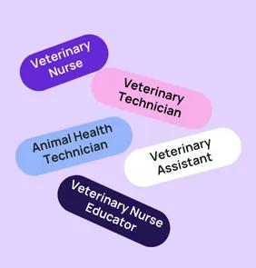 Word bubble graphic listing potential careers in Veterinary Nurse such as Veterinary Nurse,Veterinary Technician, Animal Health Technician, and more – featured on StudySelect’s Veterinary Nurse courses page