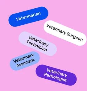 Word bubble graphic listing potential careers in Veterinary such as Veterinarian,Veterinary Surgeon, Veterinary Technician, and more – featured on StudySelect’s Veterinary courses page