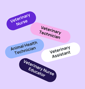 Word bubble graphic listing potential careers in Veterinary Nurse such as Veterinary Nurse,Veterinary Technician, Animal Health Technician, and more – featured on StudySelect’s Veterinary Nurse courses page